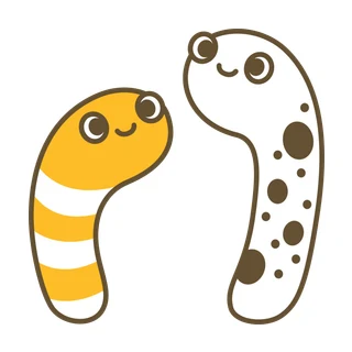 ちんあなご