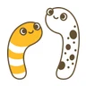 ちんあなご